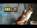 Download Lagu trucukan ropel panjang AMPUH buat pancingan trucukan agar bunyi JADIKAN burung trucukan gacor EMOSI