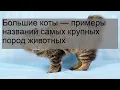 Download Lagu Большие коты — примеры названий самых крупных пород животных