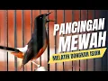Download Lagu MURAI BATU GACOR FULL ISIAN TEMBAKAN KASAR MEWAH SANGAT AMPUH UNTUK MELATIH MURAI BATU BONGKAR ISIAN