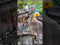 Download Lagu Shocking Bridge Collapse — Real or AI? 👀 #aivsreality #mindblown #shorts