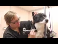 Grooming a Border Collie
