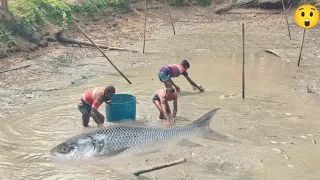 Hand Fishing For Big Fish In Mud Water- Village Fisherman Fishing In mud water