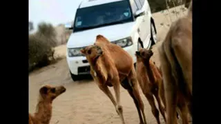 شيلة يامتلف الروح اداء محسن ال مطارد 