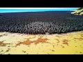 Download Lagu Thousands of Rats Were Left Alone With Penguins on a Small Island, and the Results Shocked Everyone