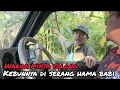 Download Lagu warga minta tolong kebunnya di serang oleh hama babi