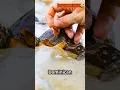 Download Lagu Discover the Mysteries of Dominican Amber! #facts #nature #wildlife #natural #gemstone