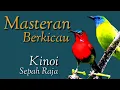 Lagu Sepah Raja dan Kinoi Andalan Masteran Berkicau