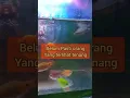 Download Lagu Sawang sinawang
