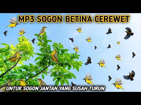 Download MP3 suara pikat burung sogon betina paling dahsyat sedunia 😱😱