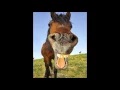 Download Lagu horse sound effects - efek suara kuda