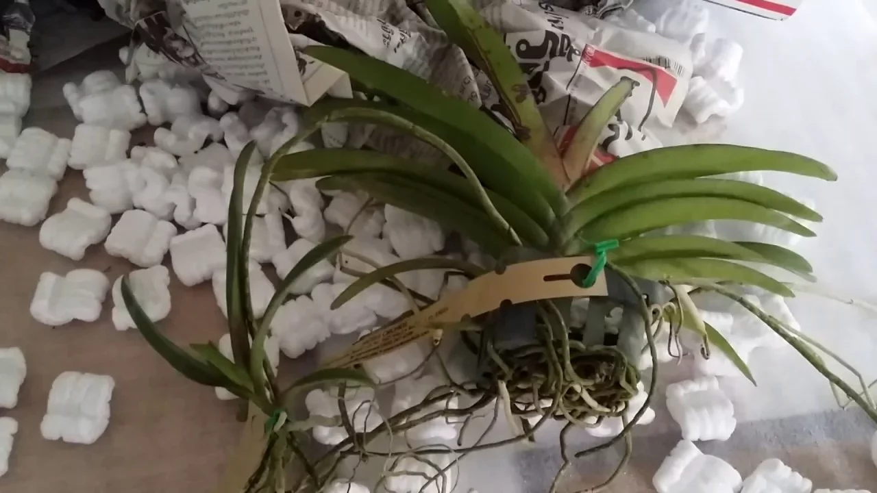 MOTES ORCHIDS: RHYNCHORIDES (PERREIRAARA) BANGKOK SUNSET