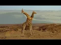 Download Lagu Toto - Africa (Moreno J Remix)