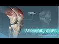 Sesamoid Bone
