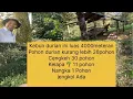 Download Lagu kebun durian 26pohon cengkeh 30pohon jengkol L:4000-5000M2 SPPT Hrg 90juta nyambung sungai 