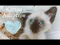 Siamese Kitten Adoption First Week With Skye