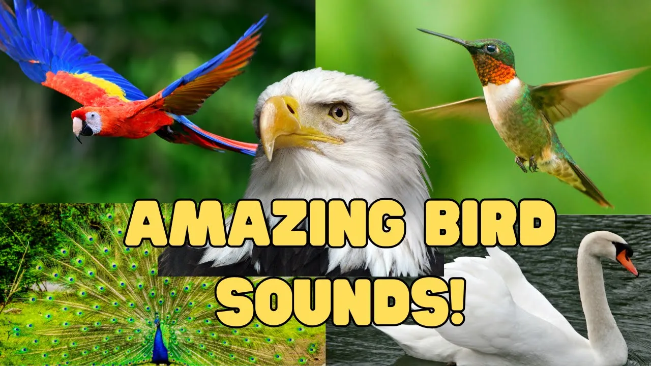 Nature's Music: Bird Sounds for Kids to Enjoy Nature's Music: Bird Sounds for Kids to Enjoy