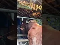 Download Lagu SAHABAT DARI KECIL_SAPI IRFAN HAKIM YANG BERTEMU SAHABATNYA SAAT AKAN DI KURBANKAN #shorts #sapi