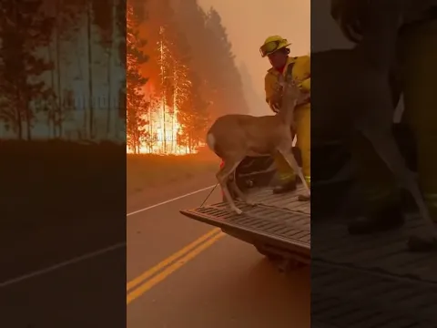 Firefighter Rescues Deer Family from Raging Inferno!