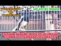 Kicauan Burung Kacer Gacor Full Isian Roll Tembak Speed Rapat