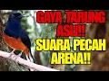 SUARA MASTERAN MURAI BATU PENGHANCUR MENTAL‼️ BURUNG LAIN TAK BERDAYA🔥