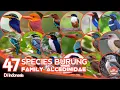 Download Lagu BURUNG CEKAKAK, RAJA UDANG, KUKABURA // BURUNG DARI KELUARGA ALCEDINIDAE.