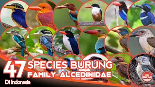 Download BURUNG CEKAKAK, RAJA UDANG, KUKABURA // BURUNG DARI KELUARGA ALCEDINIDAE. MP3