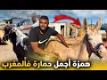 Download Lagu همزة اليوم شـريت أجمل حمارة بالمغرب 🥇 من سلالة نادرة poney بجوج ألوان 😍✨….