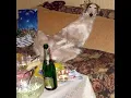 Preripped - Shitmas Card shit
