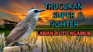 Download TRUCUKAN INI BIKIN TRUCUKAN LAIN LANGSUNG NGAMUK DAN GACOR GARUDA MP3