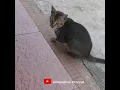 Download Lagu REACTION...‼️MALU-MALU KUCING #cats #malumalukucing #sarapan_pagi #shorts #memes