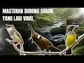 Download Lagu MASTERAN BURUNG SOGON YANG VIRAL DI FB || MASTERAN SOGON TERBARU 2025