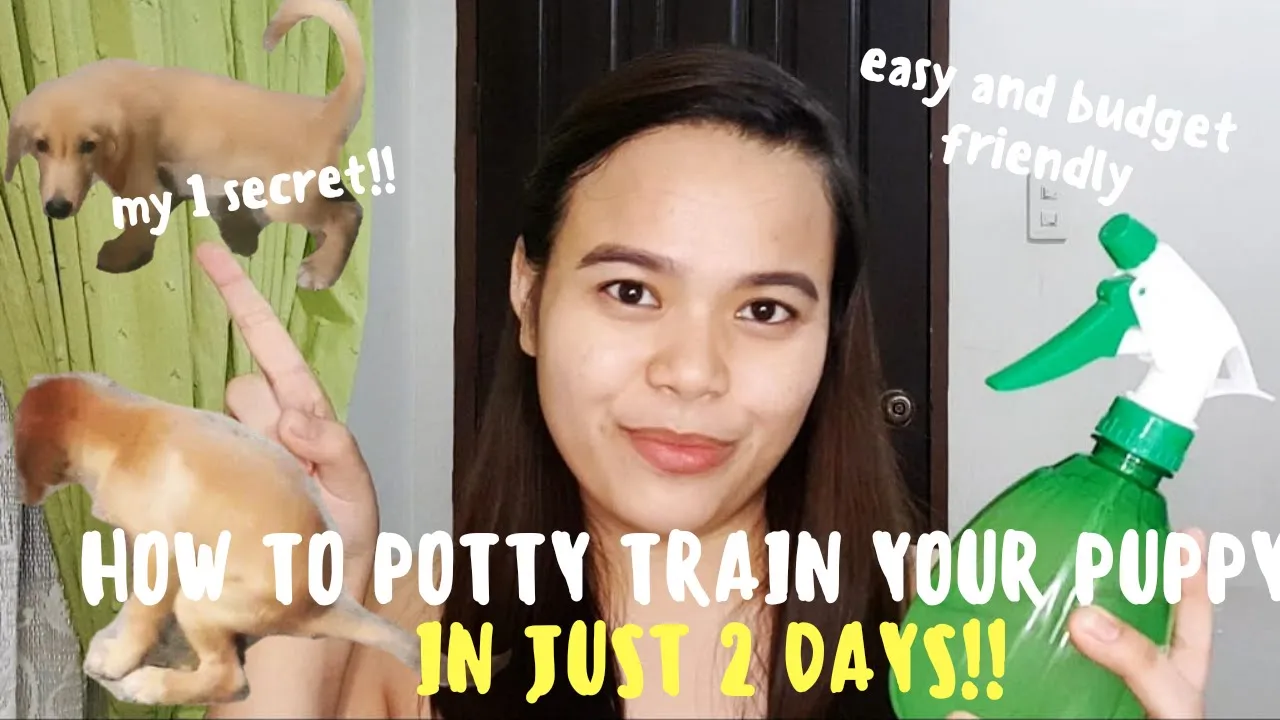 How Should you Potty Train a Yorkshire Terrier? This is the Secret Tips that No one Tells you..
