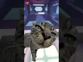 Download Lagu Tahan tawa (part 15). Ayam setengah kucing #meme #memes #memengakakkocak