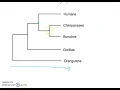 Phylogenetic Tree Basics