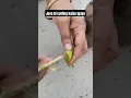 Lagu java ki cutting lgane ki tips #religion #plants #gardenplants #treanding #plant #gardeningvideos