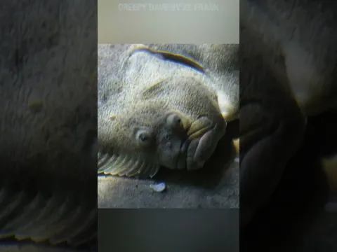 Creepy Dave: Flounder