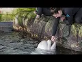 Rescued beluga whale dies suddenly at Shedd Aquarium shortly after arrival