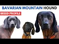Bavarian Mountain Hound Breed Profile History - Price