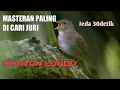 Download Lagu Masteran paling di sukai juri SIKATAN LONDO suara jernih jeda 30detik,cocok buat burung lomba