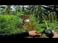 Download Lagu GANAS BUKAN MAIN‼️Casting Gabus Parit Dangkal Di Huni Gabus Lapar
