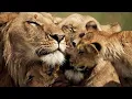 Lagu The Strongest LION PRIDE in Luangwa Valley - National Geographic Documentary 2020 (Full HD 1080p)