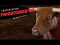 Frightened ox conversation in Baldur s Gate 3
