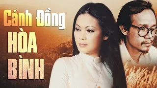 Cánh đồng hoà bình