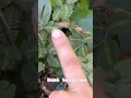 Download Lagu Touch-me-not/ mimosa pudica #mimosapudica #katyazamolodchikova #touchmenotplant #gardening #vibrant