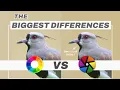 Darktable vs Rawtherapee 5 Differences You Need To Know