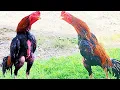 Download Lagu INI DIA..!! SUARA KOKOK AYAM BANGKOK JAWARA, NAGA SAKTI, JENIS AYAM BANGKOK YANG PALING DICARI