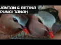 Download Lagu PUNAI TANAH JANTAN \u0026 BETINA