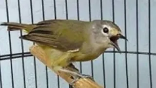 burung opior jawa gacor ngeroll isian