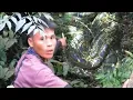 Download Lagu Gempar!! Ular Piton 10 Meter Sebesar Pohon Ditemukan Pemburu di Dalam Hutan Mengintai Mangsa... MP3