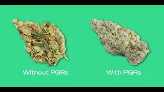 Plant Growth Regulators What are they and how do they affect cannabis and cannabis consumers